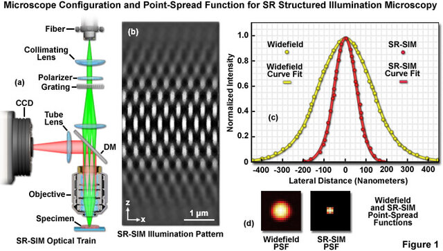 © https://zeiss-campus.magnet.fsu.edu/articles/superresolution/supersim.html