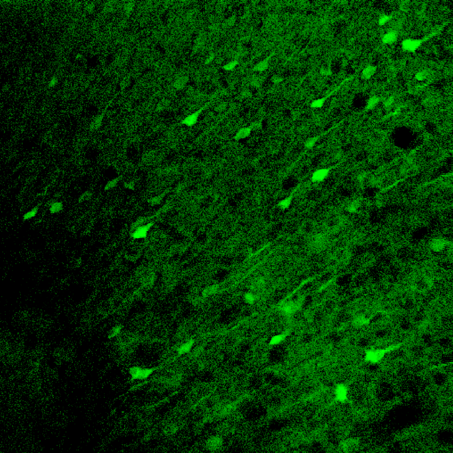 Titel 1 no clean pulse